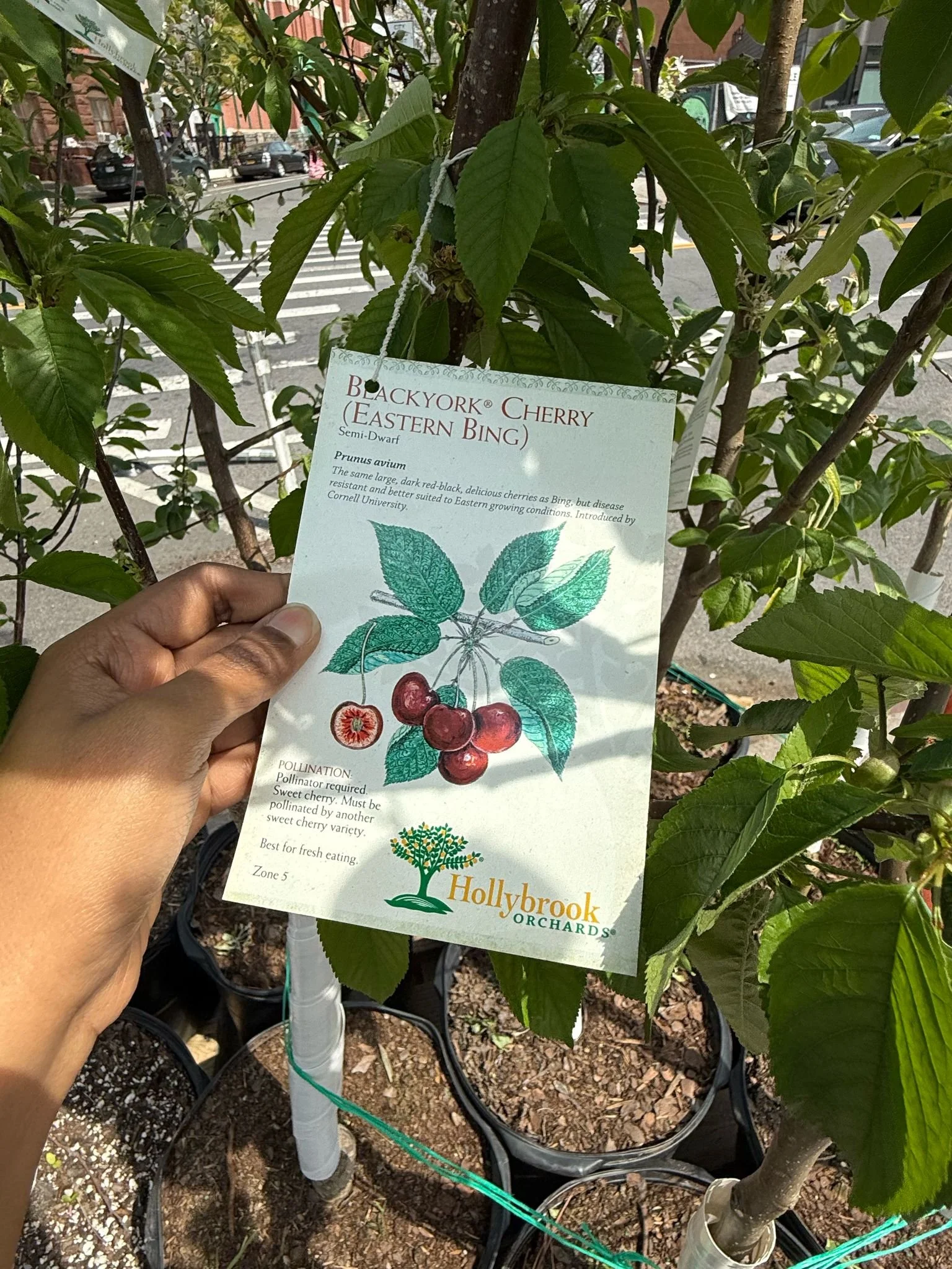 Outdoor Plants, Trees & Flowers | Natty Garden